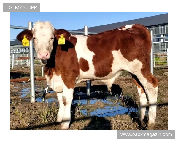 深入探讨尊龙凯时真人平台的安全性与保障措施